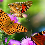 短信轰炸免费在线网站